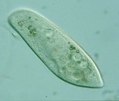 Наша вселенная похожа на инфузорию