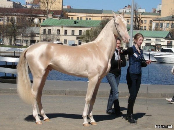 И похоже этот конь прекрасно знает, насколько он дорогой...