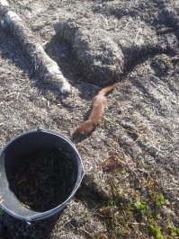 сам норку фотал... креветку тралом ловил, рыбы дофига в трал набивается,а она ждала, когда очередную партию притащу, она забирала и куда-то прятала)))