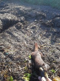 сам норку фотал... креветку тралом ловил, рыбы дофига в трал набивается,а она ждала, когда очередную партию притащу, она забирала и куда-то прятала)))