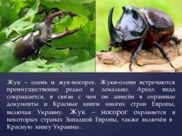 Верно, ошиблась)) Я не энтомолог, а под фото было написано "носорог". Жуки носорог и олень по другому выглядят.