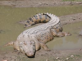 Правильнее называть такую рептилию не морской, а гребнистый крокодил. Но тут же явно не он. Какие-то рваные очертания то ли кустов, то ли травы. Просто когда очень хочется во что-то верить, будут подгонять факты под вымысел и орать до посинения что "сам видел"!!!