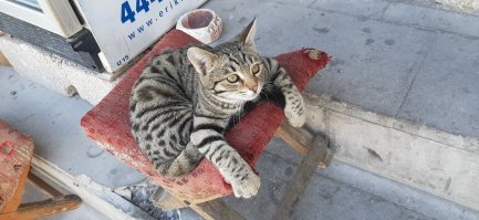 Турецкие зарисовки. Кошачий рай