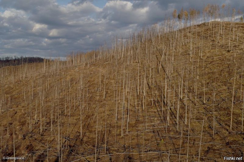 Саженцы-уяженцы.
Достаточно более близких фото, чтобы понять, что рубят не хаотично прокладывают что-то некондиционное не трогают, и регулярно складируют товар, а между рядами у них дорожки и проезды для  техники, которые ты со ста километров и наблюдаешь. А не ростки.