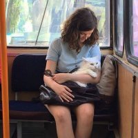 А тут-то что не так? Везёт девушка кошку свою куда-то...