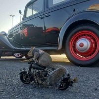 Белочка байкера.