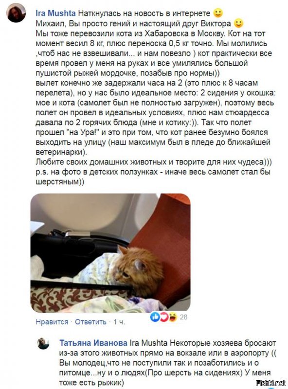 С - смекалка: толстого кота не пускали на рейс, но он все-таки улетел во Владивосток