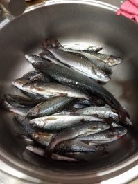 О, хариус! Вкусная рыбка! В Норильске тоже есть места где он неплохо ловится.