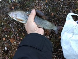 О, хариус! Вкусная рыбка! В Норильске тоже есть места где он неплохо ловится.