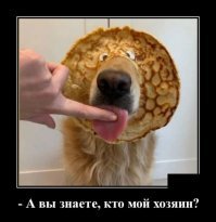 Образ собаки в демотиваторах