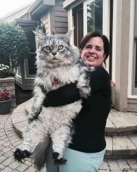 Размер имеет значение: 15 здоровенных котов