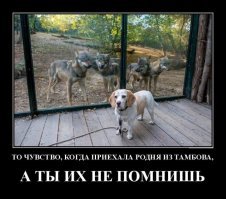 Веселые картинки для поднятия настроения