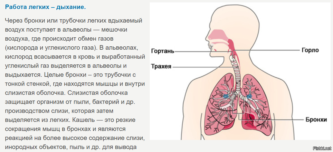 Легкие принимают. Общая дыхательная поверхность легких. Дыхательная поверхность лёгких человека. Какова площадь дыхательной поверхности легких человека. Дыхательную поверхность лёгких увеличивают.