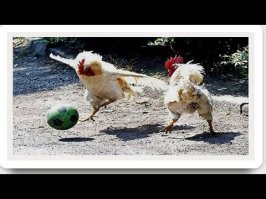 Курицам тоже интересно смотреть футбол