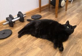 Размер имеет значение: 15 здоровенных котов