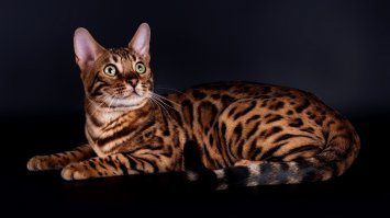 Это бенгальская кошка.