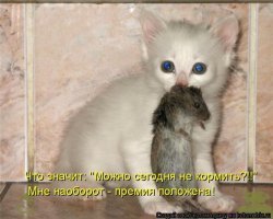 Будущая гроза крыс и мышей