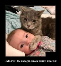 Смешные кошки и дети