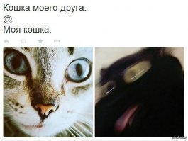 Весёлые картинки