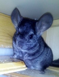 Моё, без рубашечки