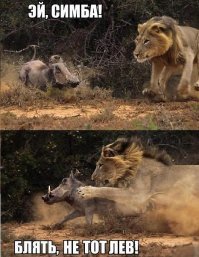 Бородавочник потревожил покой львов в африканском заповеднике