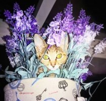 Часть наших "звёзд" :)