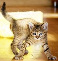 Часть наших "звёзд" :)