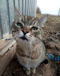 Очень милые и колоритные котики