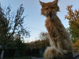 Киевская губерния.
Прибился бродяга... Отлежался, отожрался и слинял.
