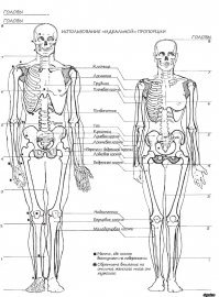 Скелет то чей? Мужика или бабы?