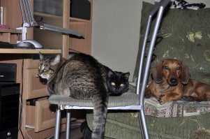 Мои на стрёме лежат. Толпой.