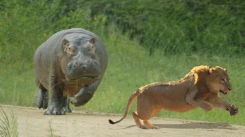 В зоопарке Нью-Йорка женщина залезла в клетку ко льву