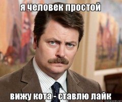 Очень милые и колоритные котики