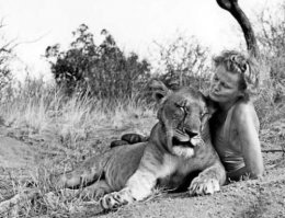 Читала книгу Джой Адамсон «Пятнистый сфинкс» и там описывалось приучение к свободной жизни гепардихи Пиппы. Была поражена смелостью этой женщины и упорным стремлением к цели при абсолютной любви к животным. Очень интересно описывалась сама пятнистая героиня. И вот там особо упомналось, что в одном помёте у Пипы было вроде 5 детёнышей, но выжила и дожила до взрослого возраста одна. И так бывало в каждом помёте. Бывало, что не выживал никто. И бывало, что вина была не на естественных хищниках, а на людях. Именно после прочтения этой книги, ещё в детстве, поняла насколько даже дикие животные правдивы и преданны сами по себе, а вот люди такие, редкое исключение.  Кто не читал советую. Ещё её книга "Рождённая свободной" по которой снят фильм. И другие её книги воспевают природу и описывают её служение диким зверям от всего её щедрого сердца.