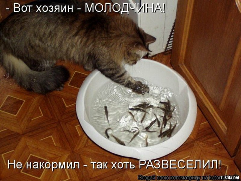 Котовсячина