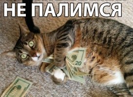 С - смекалка: толстого кота не пускали на рейс, но он все-таки улетел во Владивосток