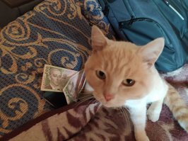 Я тоже присоединиться к благому делу хотела, но кот денег не дал.)