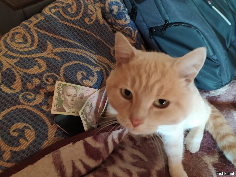 Я тоже присоединиться к благому делу хотела, но кот денег не дал.)
