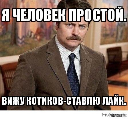 Образ кота в демотиваторах