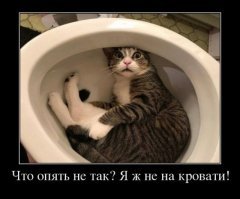 Образ кота в демотиваторах