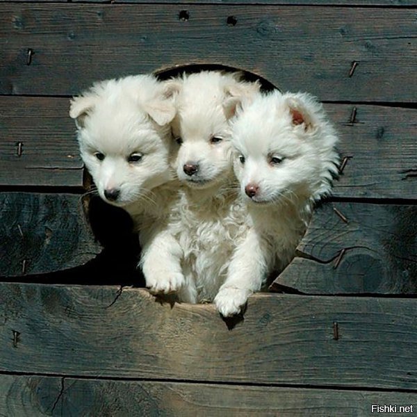 А где ещё две головы?