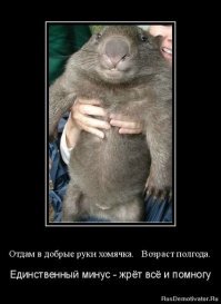 Весёлые картинки