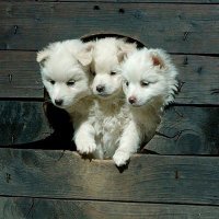 А где ещё две головы?