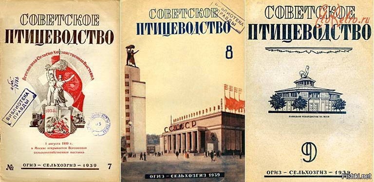 Почему куры могут заклевывать друг друга до крови?