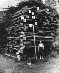 Срез настилов мостовой Черницыной улицы. Новгород. Троицкий раскоп.
Ярус № 1   XV в., ярус № 29   середина X в.