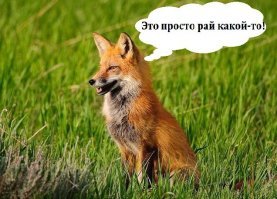 Как китайский фермер выгуливает свою 70-тысячную куриную армию