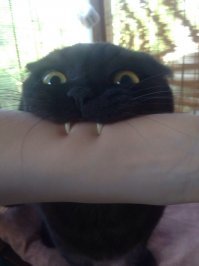 Ну нах*ер, а если она решит сделать кусь?