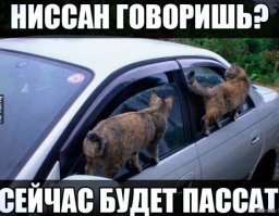 Банда мохнатых бандитов была поймана с поличным