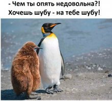 15 самых забавных детёнышей животных