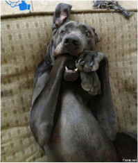 Охотник использовал бензопилу, чтобы освободить запутавшихся рогами оленей